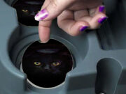 Black Cat Painting Eyes - Car Coasters